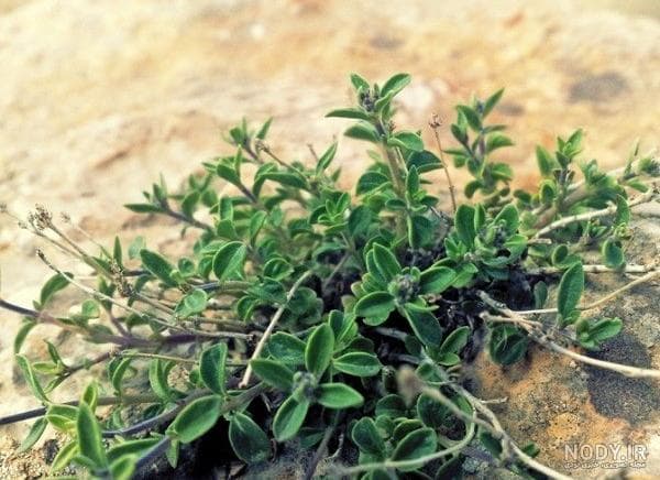 تصویر 2 از قیمت خرید آویشن باغی خشک عمده به صرفه و ارزان